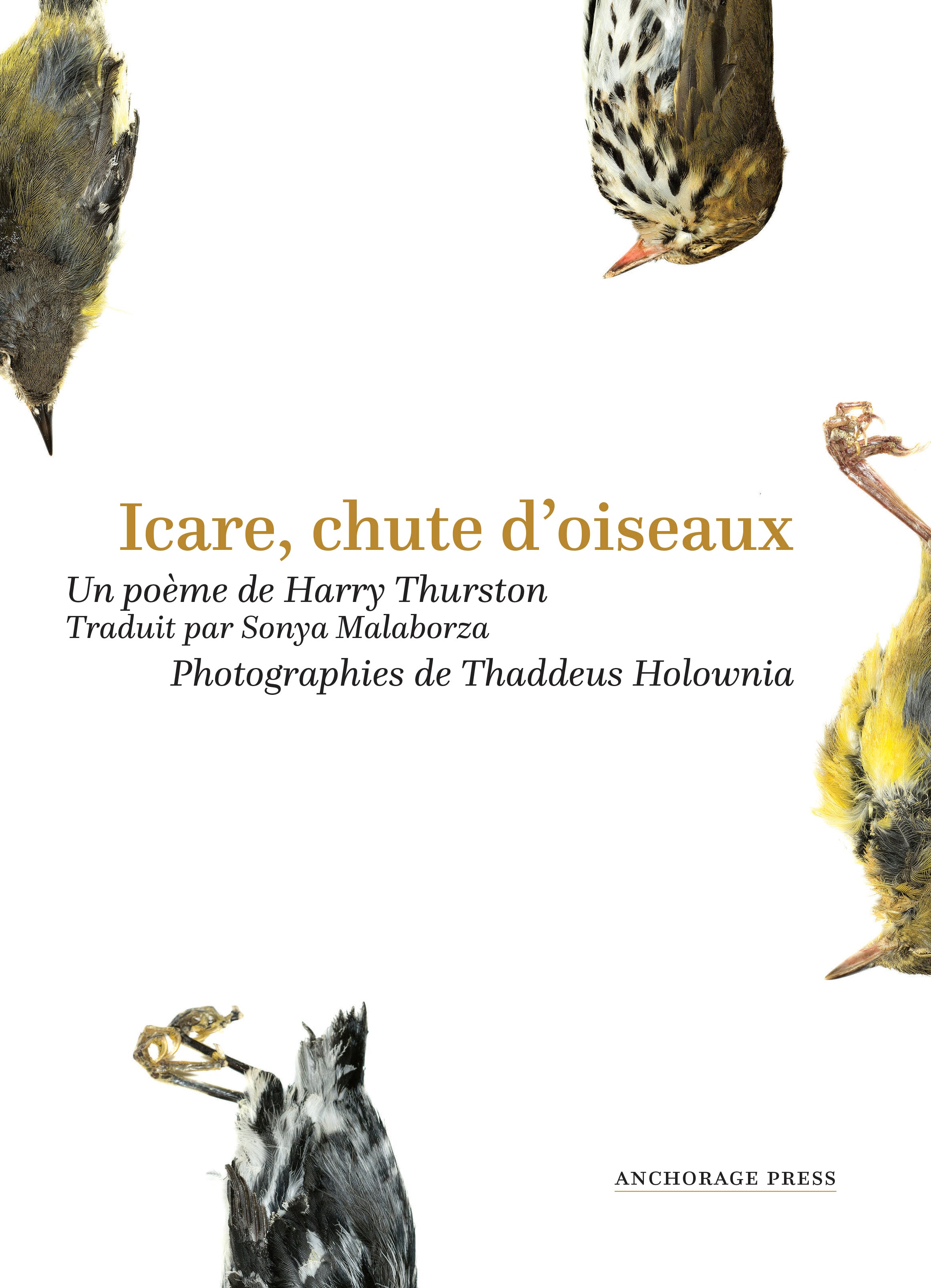 Icare, chute d’oiseaux (French)