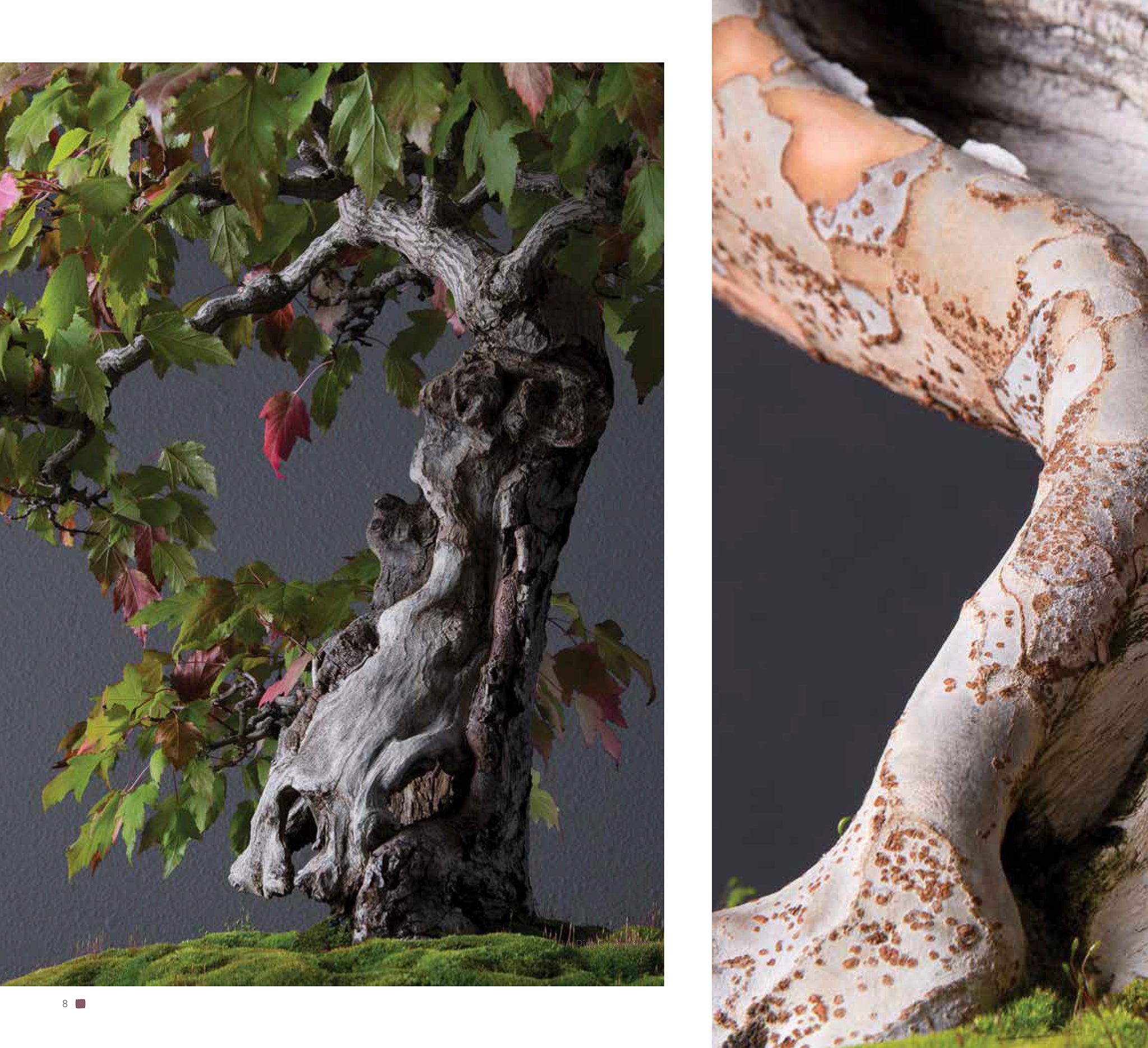 Bonsai | Penjing – Goose Lane Editions