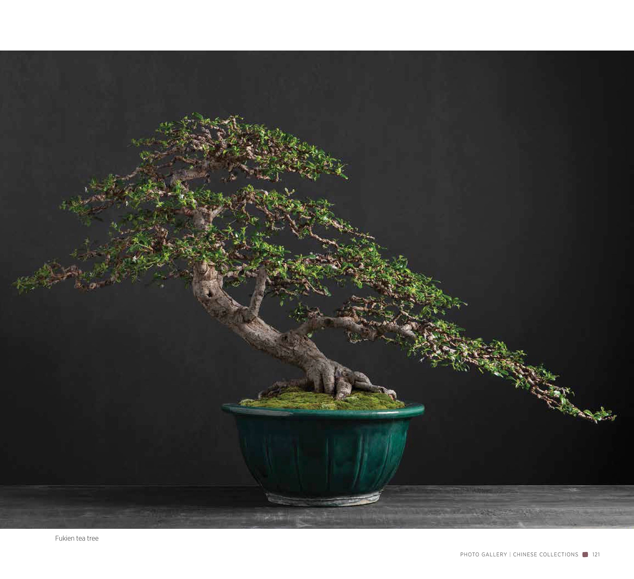 Bonsai | Penjing – Goose Lane Editions
