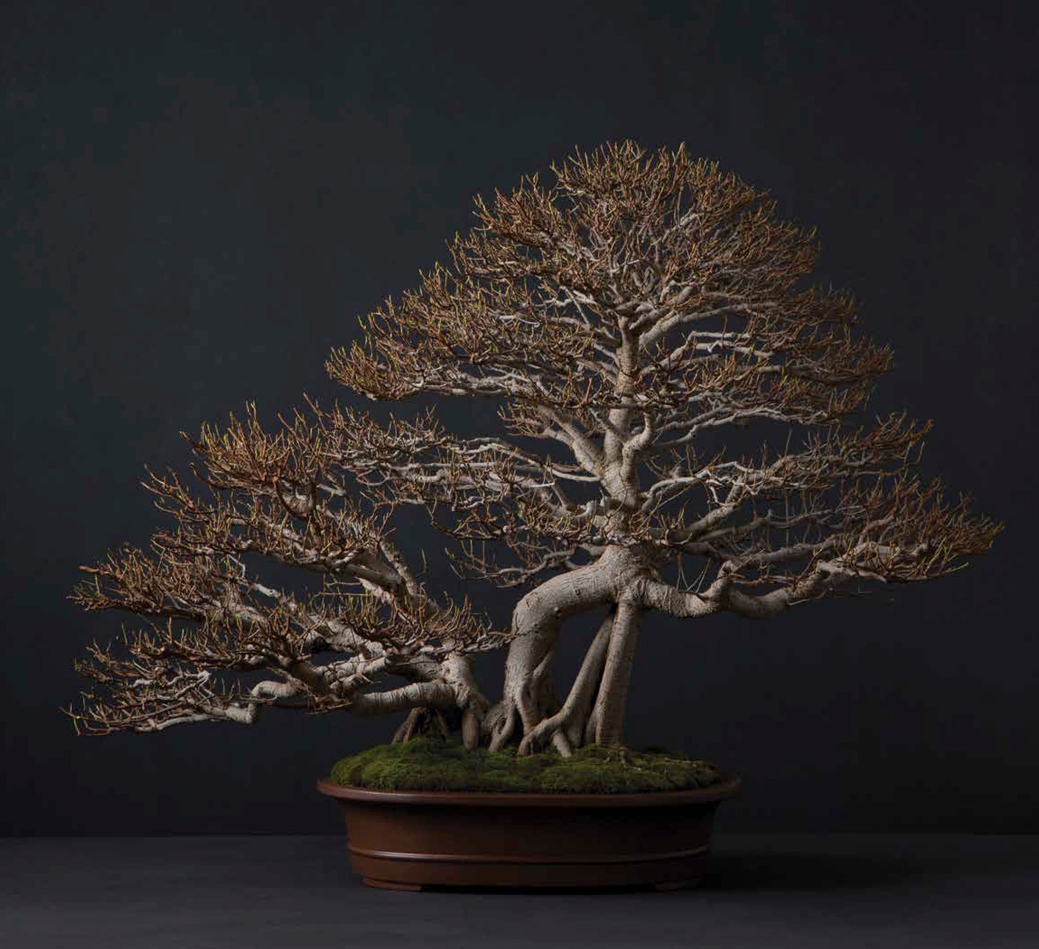 BONSAI出品 Bonsai | Penjing – Goose Lane Editions