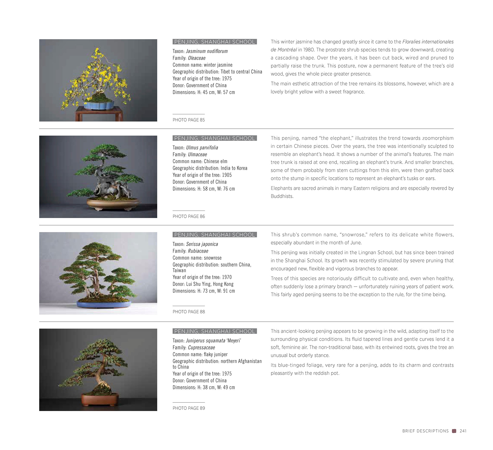 Bonsai | Penjing – Goose Lane Editions